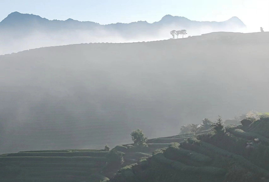 Jiu Yuan Cha Ye