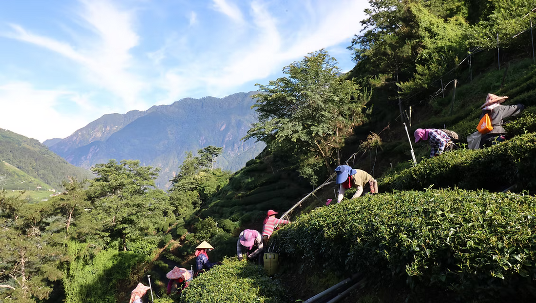 Yang Tea Farm