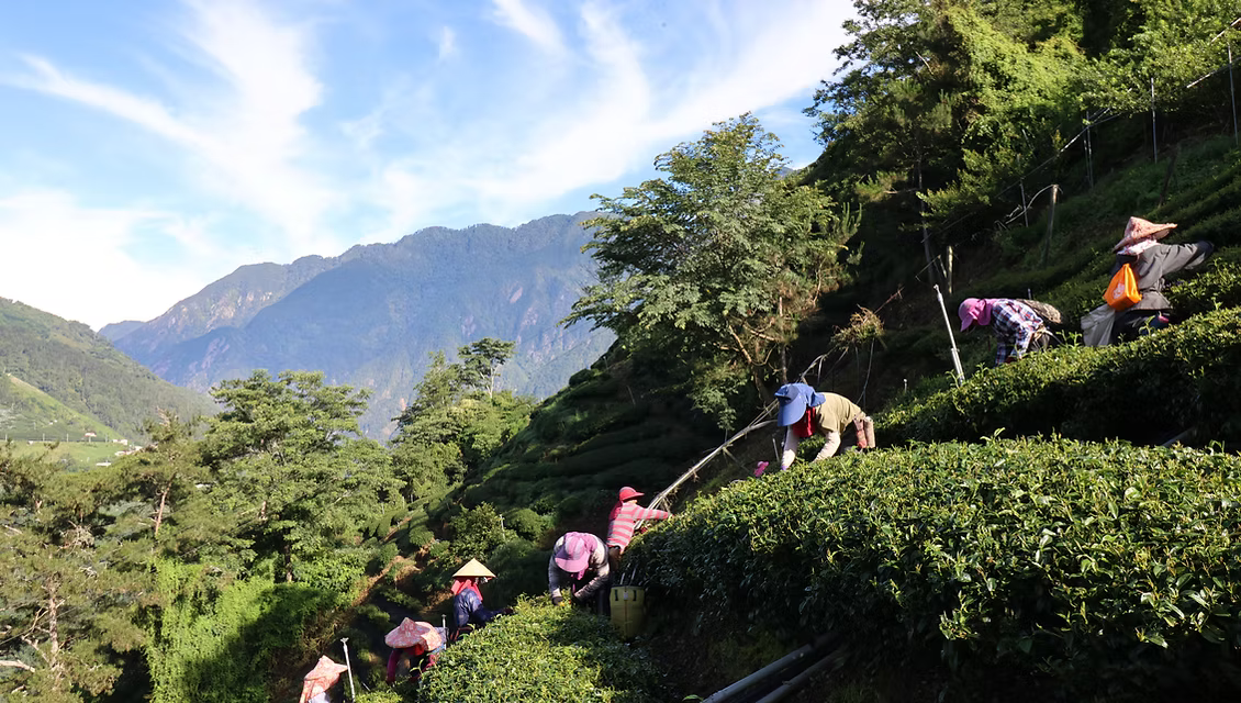Yang Tea Farm